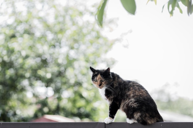 Carino gatto di strada