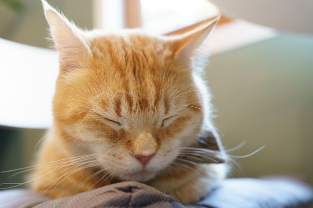 Carino gatto Ginger seduto sulla finestra in attesa del proprietario