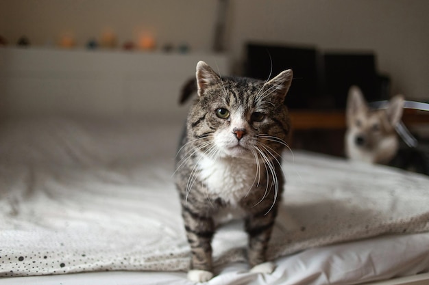 Carino gatto invecchiato in piedi sul letto a casa