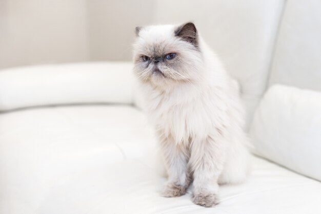 Carino gatto persiano sul divano bianco