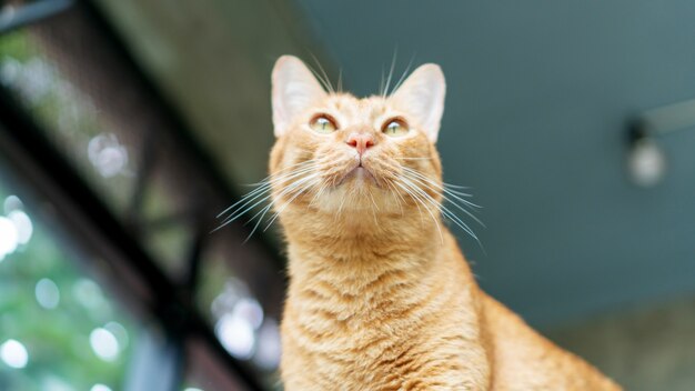 Carino gatto rosso seduto sugli scaffali.