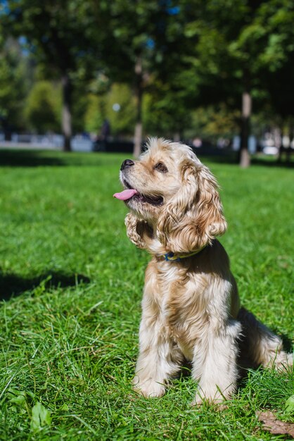 Carino giovane cane sdraiato sull'erba