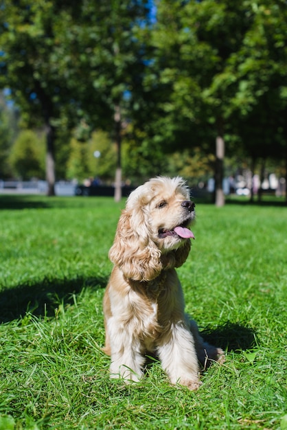 Carino giovane cane sdraiato sull'erba