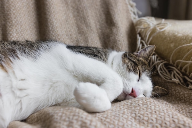 Carino giovane gatto domestico che dorme nel letto accogliente autunno o stagione invernale
