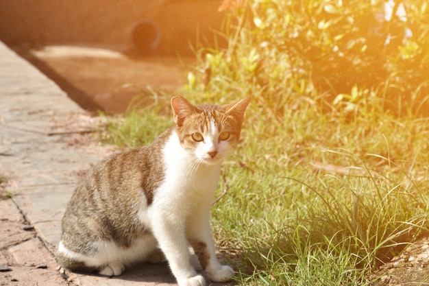 carino giovane gatto in giardino