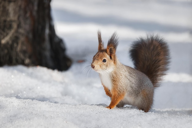Carino giovane scoiattolo sull'albero con la zampa tesa contro la foresta invernale sfocata in backgroundx9