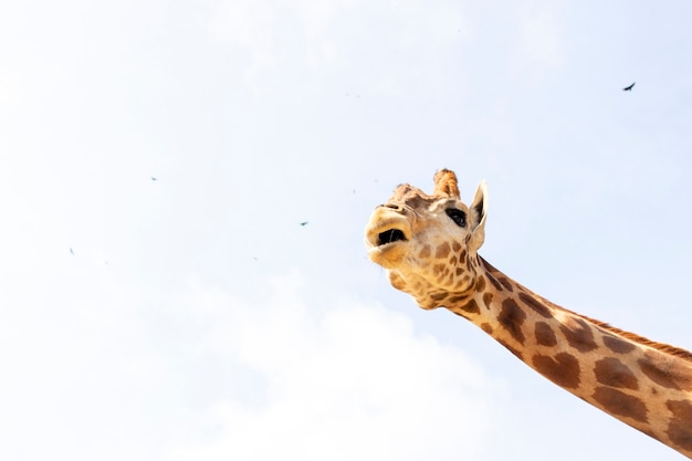 Carino giraffa sotto il cielo blu