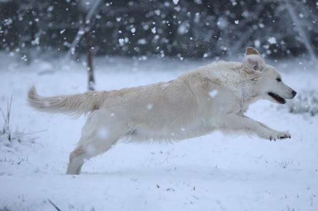 Carino golden retriever correre e giocare nella neve