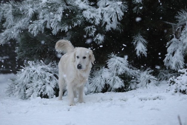 Carino golden retriever correre e giocare nella neve