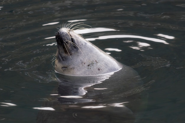 Carino grande foca godendo e nuotando nell'acqua allo zoo