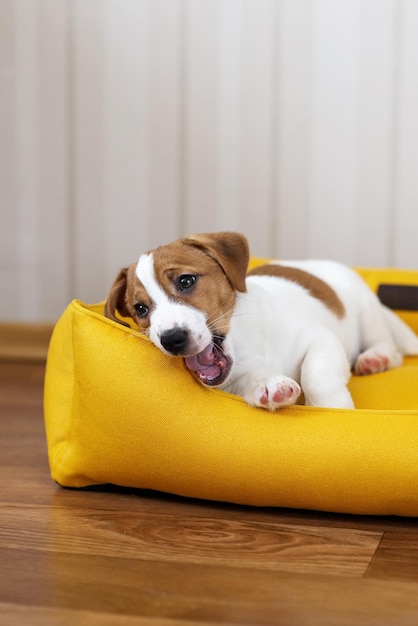 Carino Jack Russell Terrier cucciolo appoggiato su un letto di cane giallo Adorabile cucciolo Jack Russell Terrier a casa guardando la telecamera