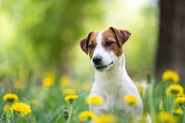 Carino Jack Russell Terrier in primo piano fiori gialli. Ritratto di un cane bianco con macchie marroni. Sfondo sfocato.