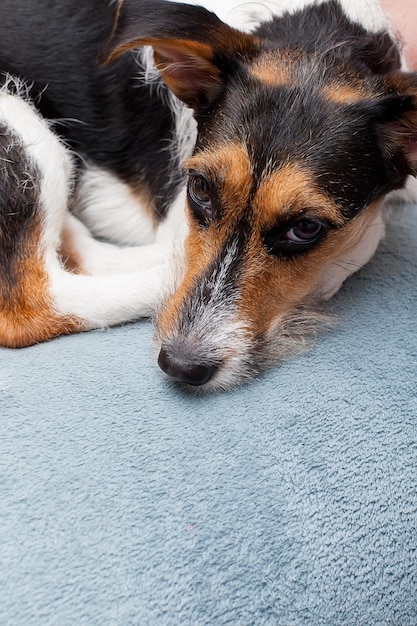 Carino Jack Russell Terrier sdraiato sul divano di casa