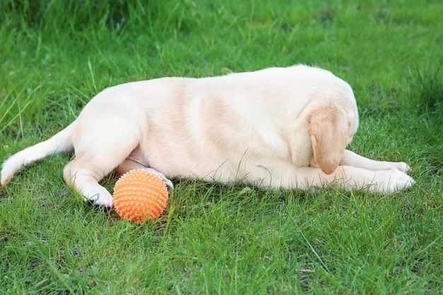 Carino labrador retriever cucciolo con palla di gomma sul prato verde all'aperto