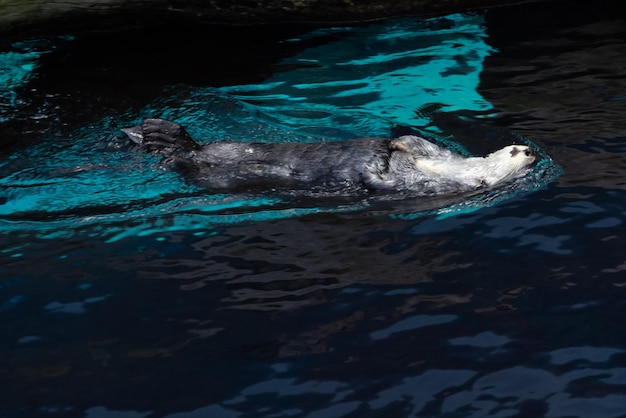 Carino lontra bianca che riposa in uno stagno