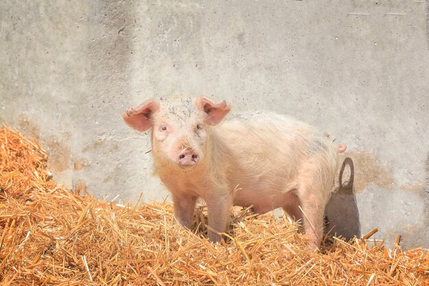 Carino maiale rosa in fattoria nella giornata di sole