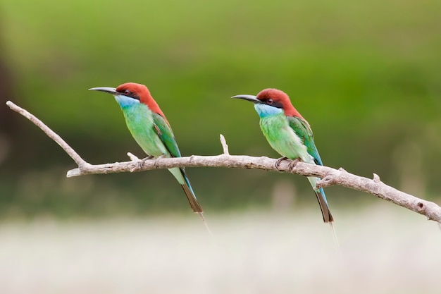 Carino mondo animale, Bee-eate bird (mangiatore di api dalla gola blu)