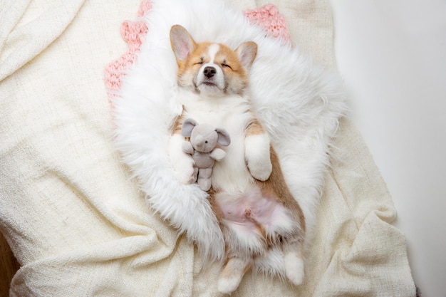 Carino Pembroke Welsh Corgi cucciolo sdraiato su una coperta di pelliccia sulla schiena dorme con un giocattolo