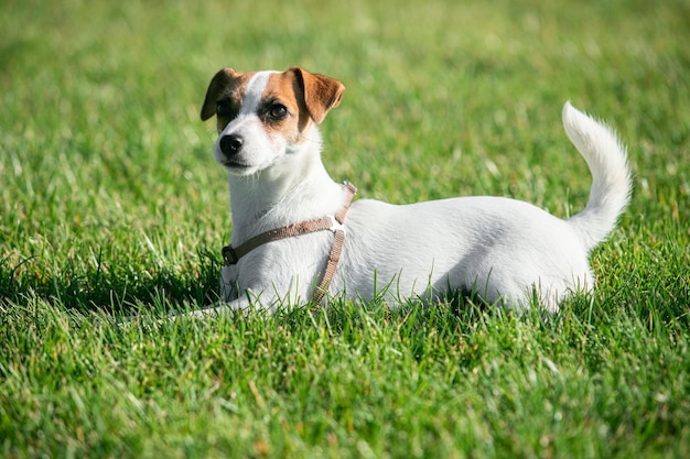 Carino piccolo cagnolino cucciolo divertente di jack russell terrier passeggiando sull'erba verde al parco pubblico dentro