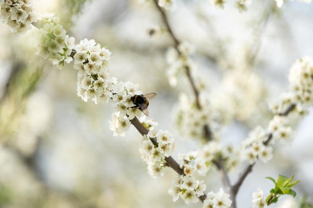 Carino piccolo calabrone che raccoglie polline dai fiori di albicocca bianca in piena fioritura.