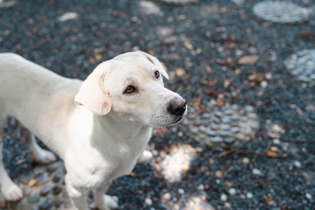 Carino piccolo cane bianco affamato che cerca e implora cibo in giardino roccioso, animale domestico amichevole, cane tailandese