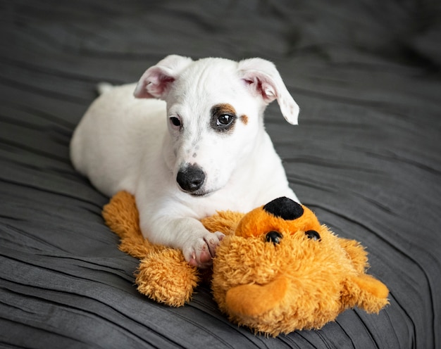 Carino piccolo cane bianco jack russell terrier si trova sul letto in camera da letto con orso giocattolo