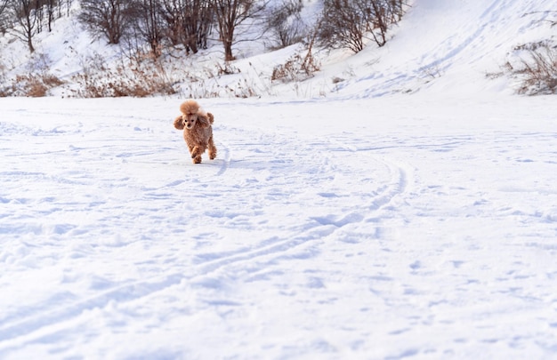 Carino piccolo cane dorato che gioca nella neve all'aperto Buona vacanza in famiglia Stile di vita del cane di famiglia