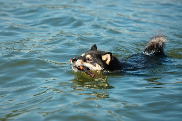 Carino piccolo cane Shiba Inu in acqua