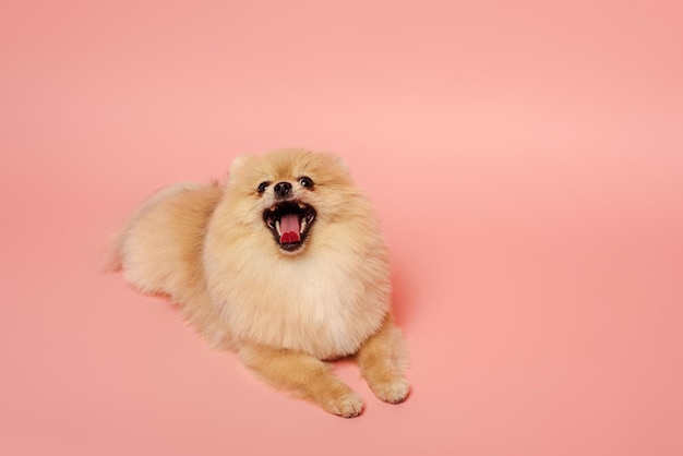 Carino piccolo cane spitz pomeraniano sdraiato sul rosa