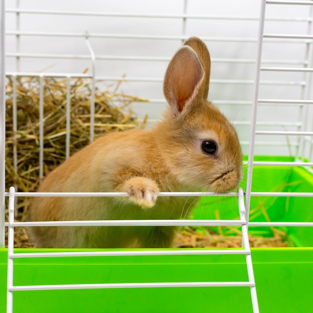 Carino piccolo coniglio allo zenzero in una gabbia Un bellissimo animale domestico Pelliccia animale soffice Casa gioia Primo piano