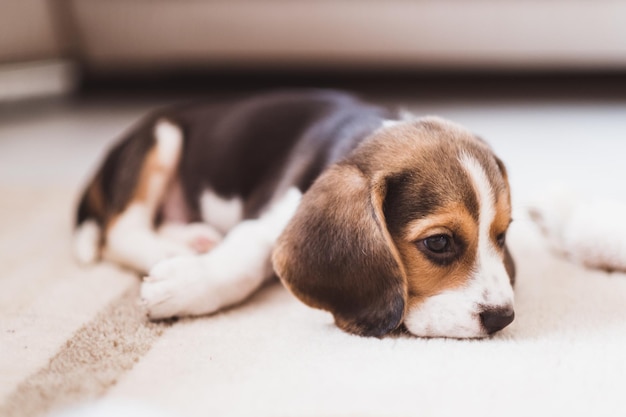 Carino piccolo cucciolo di beagle che dorme sul pavimento