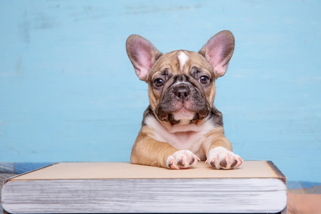 Carino piccolo cucciolo di bulldog francese su sfondo blu carino concetto di animale domestico