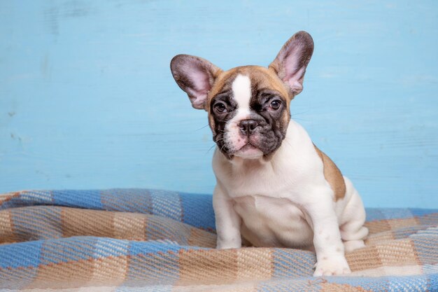 Carino piccolo cucciolo di bulldog francese su sfondo blu carino concetto di animale domestico