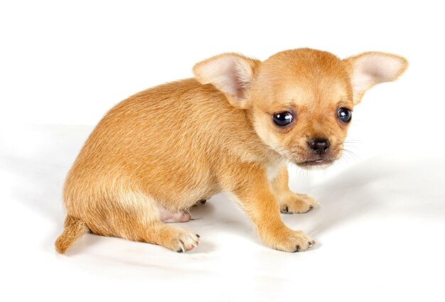 Carino piccolo cucciolo di chihuahua seduto su bianco guardando la fotocamera isolata