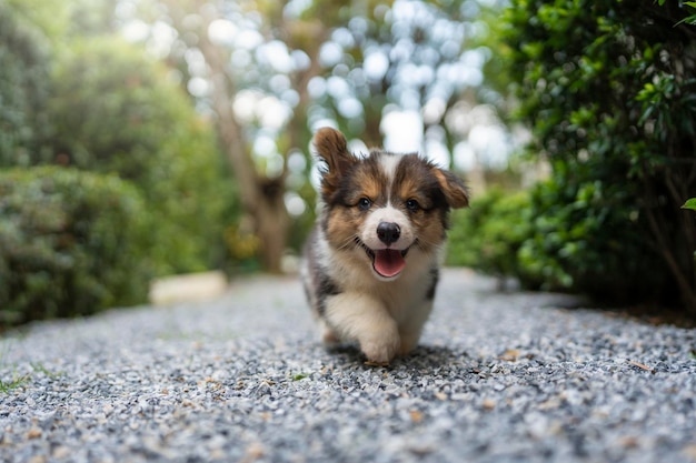 Carino piccolo cucciolo di Corgi Pembroke che corre in giardino