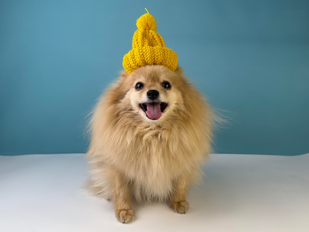 Carino piccolo cucciolo Pomeranian Spitz cane in cappello e sciarpa Divertente animale domestico in vestiti