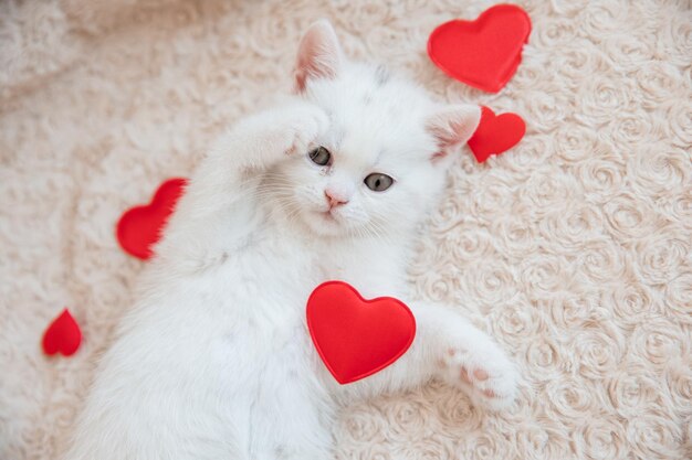 Carino piccolo gattino britannico bianco dormire sul plaid cuore coperta Concetto di adorabili animali domestici