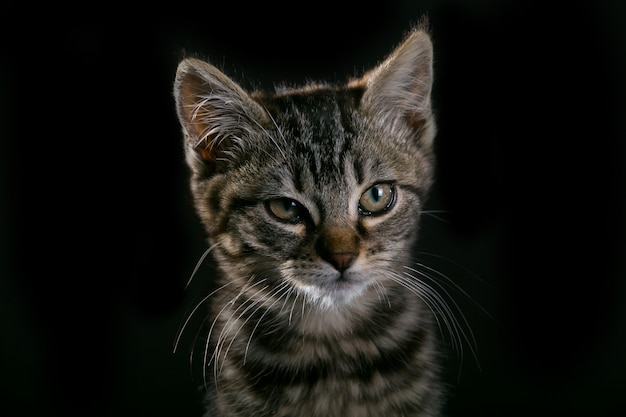 carino piccolo gattino isolato su sfondo nero