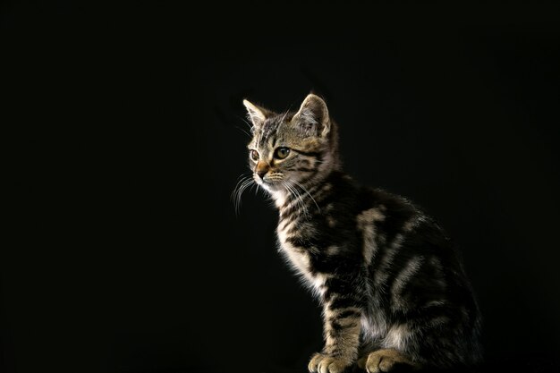 carino piccolo gattino isolato su sfondo nero