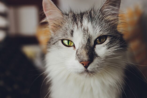 Carino piccolo gatto gattino bengala posa macchiato.