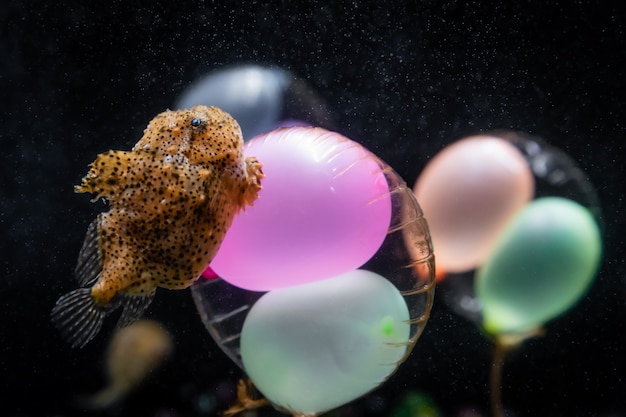 Carino piccolo pesce d&#39;altura sul palloncino colorato nell&#39;acquario di Osaka.