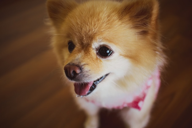 Carino piccolo Pomeranian in abito rosa.