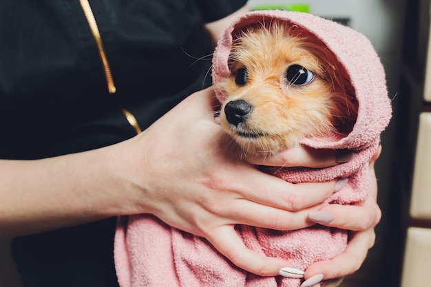 Carino piccolo soffice cane pomerania in un asciugamano bianco e rosa dopo il bagno, toelettatura.