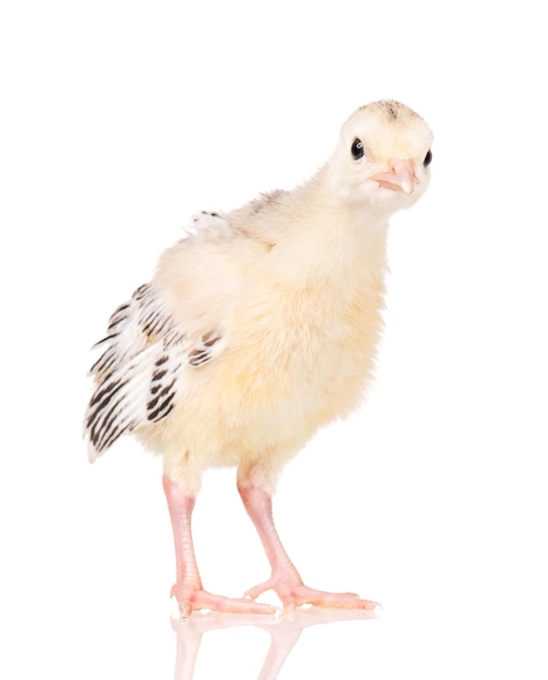 Carino piccolo tacchino di pollo neonato isolato su sfondo bianco Un giovane grande uccello bello
