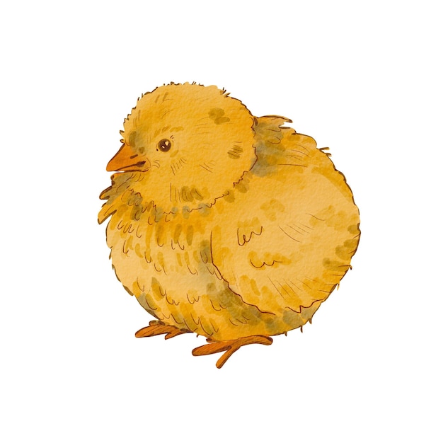 Carino pollo rotondo isolato su sfondo bianco Illustrazione ad acquerello di un pollo neonato giallo Motivo pasquale Pulcino soffice Adatto per cartoline pacchetti tessuti menu merci eco