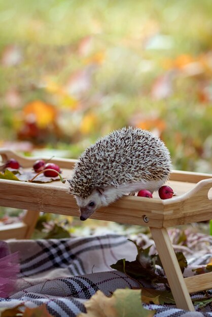 Carino riccio curioso nel parco autunnale Umore autunnale Verdure e animali autunnali Stagione autunnale