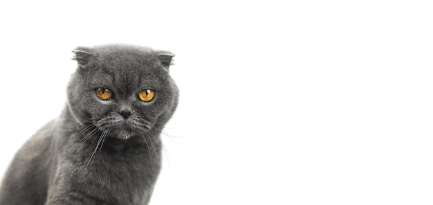 Carino Scottish Fold animale gatto studiopotrait su uno sfondo bianco isolato, banner con spazio di copia, posto per il tuo testo foto