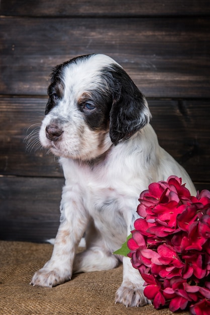 Carino Setter inglese cucciolo di cane ritratto in studio.