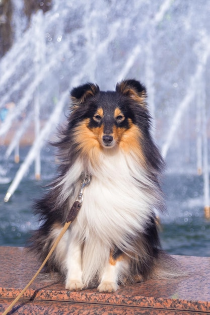 carino sheltie vicino alla fontana