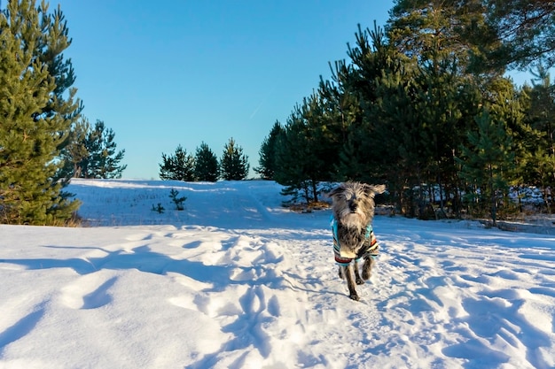 Carino soffice cane grigio di razza mista shaggy con barba bianca in tuta blu che cammina nella foresta invernale